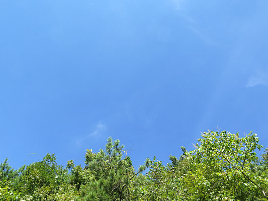 �����µ���ɫɭ��