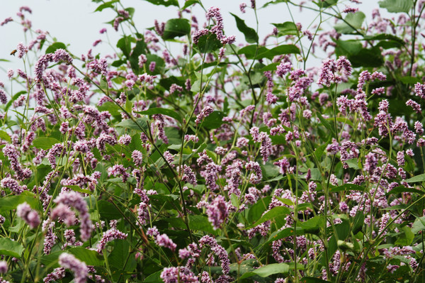 �ϻ�����