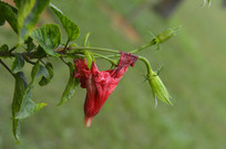 ����ĺ컨��ɣ��