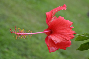 ��ɣ����