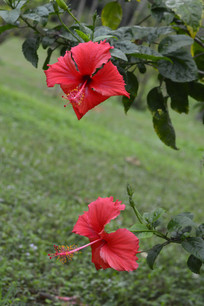 �����ɣ��