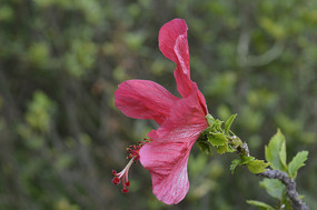 ʢ���ķ�ɣ��