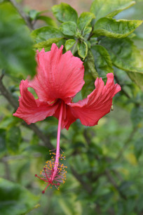 ļ