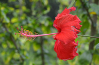 ���޶�Ŀ�Ĵ�컨