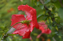 ���޶�Ŀ�Ķ��컨