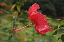 ���޶�Ŀ�ĺ�ľ��