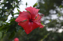 ���޶�Ŀ���й�Ǿޱ