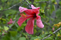 ���޶�Ŀ������