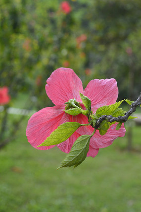 ���շ�ɣ��