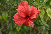 Ѥ�õĺ컨��ɣ����Ӱͼ