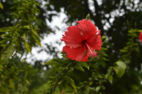 Ѥ�õĺ�ɫ��ɣ��