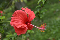 Ѥ�õĺ�ɫ�����ɣ