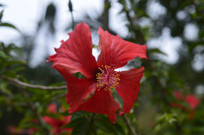 Ѥ���ĺ��ɣ����