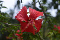 Ѥ���ĺ컨��ɣ��