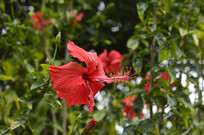 Ѥ���ĺ�ɫ��ɣ��