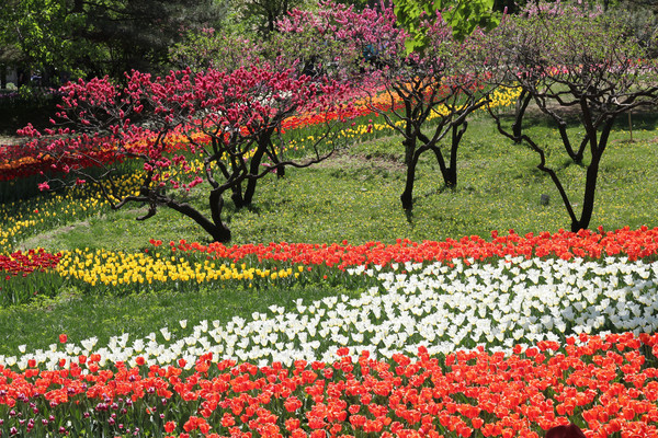 S�ε������㻨��