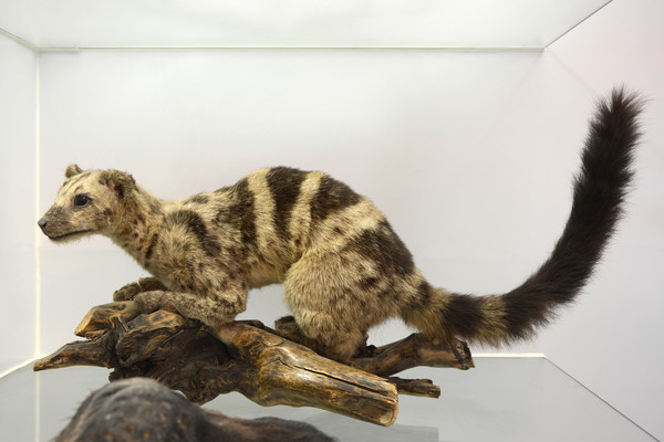 ������걾