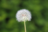ֲ