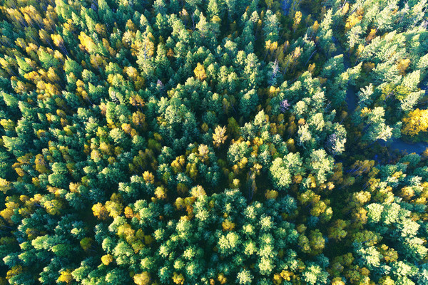 ������ɫ �����ģ�