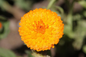 ���ղݻ��Ļ���