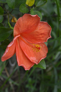 �Ⱥ�ɫ��ɣ��