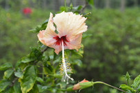 ����Ȼ�ɫ��ɣ