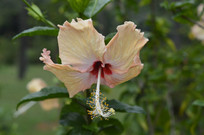 �����ɣƷ��