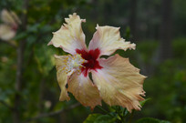 ���Ȼ�ɫ��ɣ