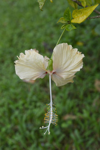 ���Ƶ����ɣ��