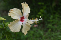 ���Ʒ�ɣ��