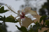 ���ƻ���ɣ