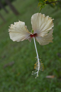 ����ɫ�����ɣ��