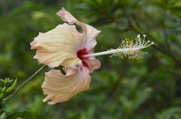 ����ɫ��ɣ