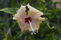 ����ɫ��ɣ����