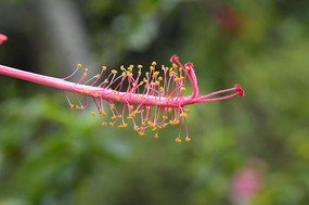 ��ɣ������