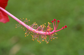 ��ɣ����