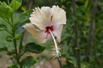 ��԰��ĵ����ɣ��