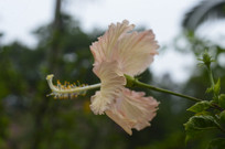 ��԰��ķ�ɣ