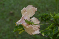 ��԰��ķ�ɣ��