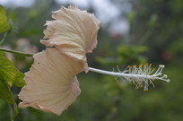 ��԰��ķ�ɣ������