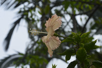 ��԰��ķ�ɣ����