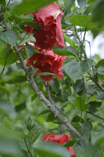 �����е��ذ��ɣ��