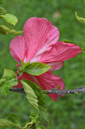 ��ɫ���޵�����ĵ��