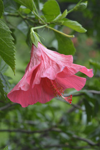 ��ɫ�����ĺ��ɣ