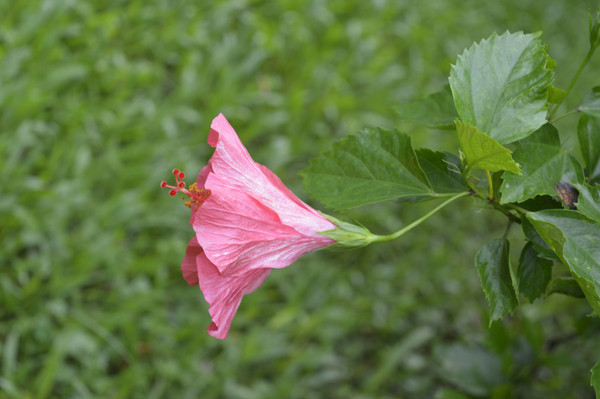 ��ɫ�����ĺ�ľ��