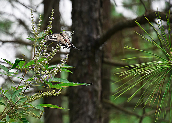 ��ɫ����