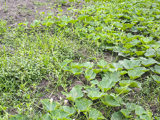 ��ɫ����