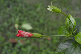 ��Ҫʢ���ĺ��ɣ