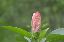 ����ʢ���ķ�ɣ��