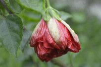 ����ʢ�����ذ��ɣ